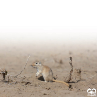 گونه جربیل بزرگ Great Gerbil